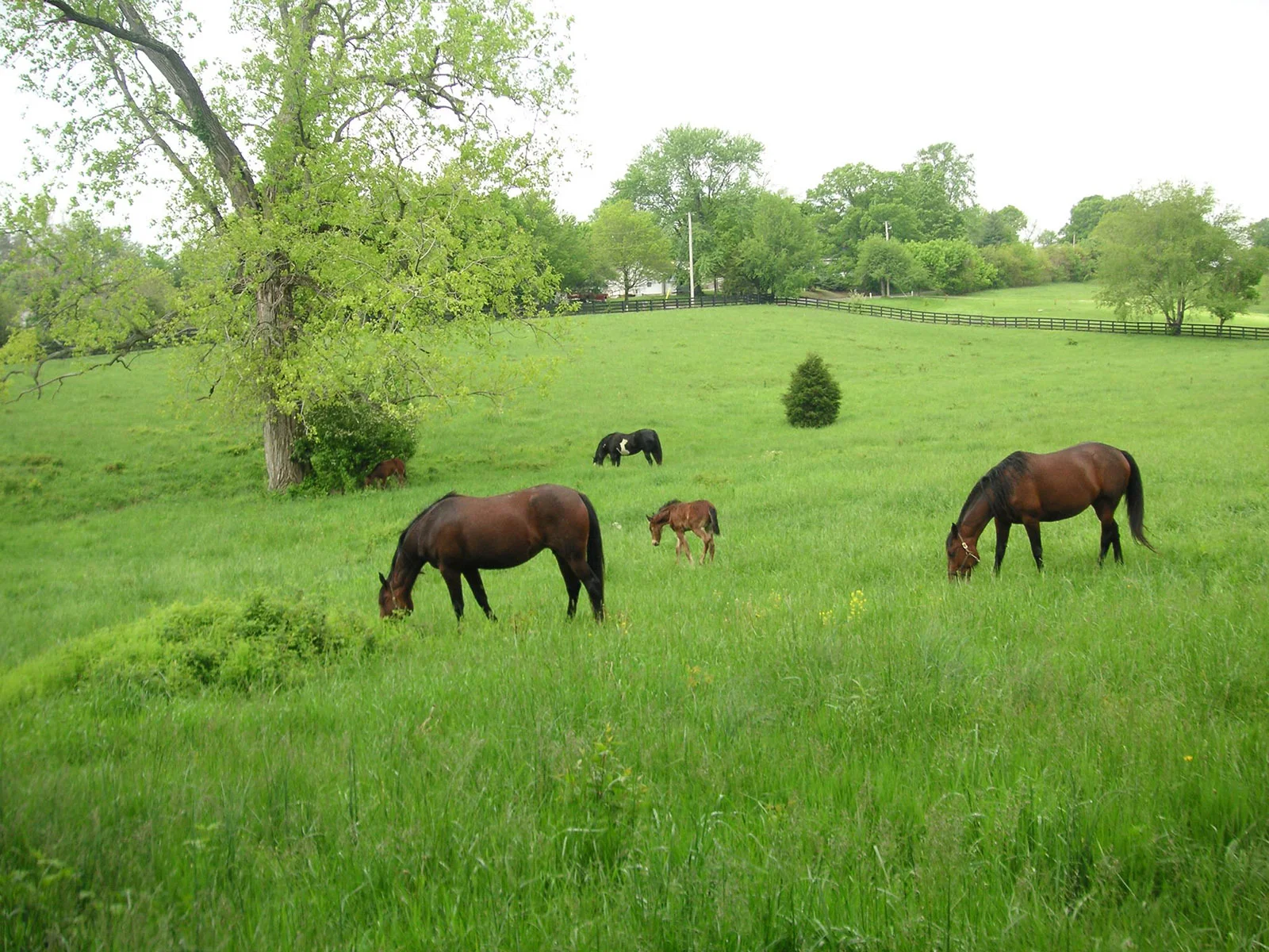 Horses grazing in a lush green pasture