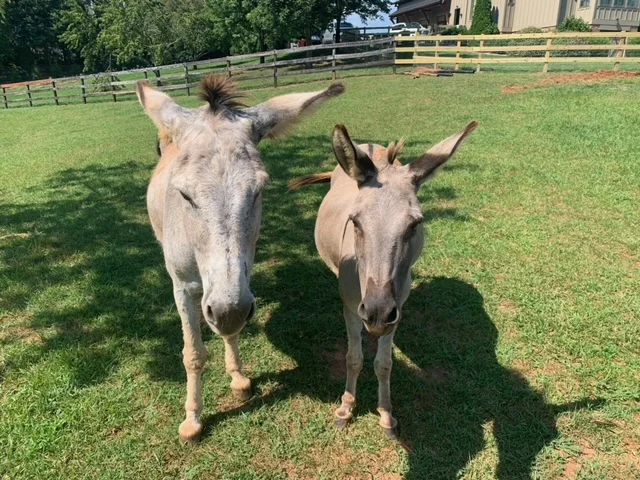 Two friendly donkeys in a sunny pasture