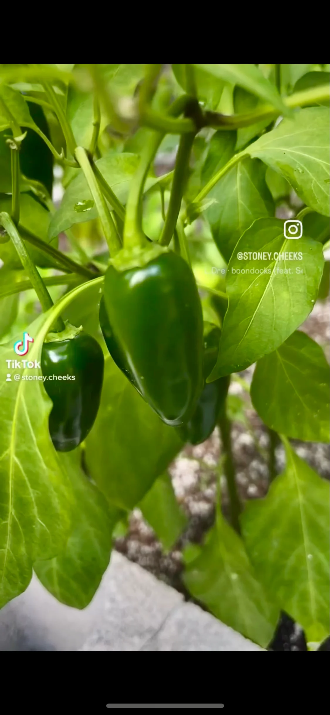 Fresh jalapeño peppers growing on a plant