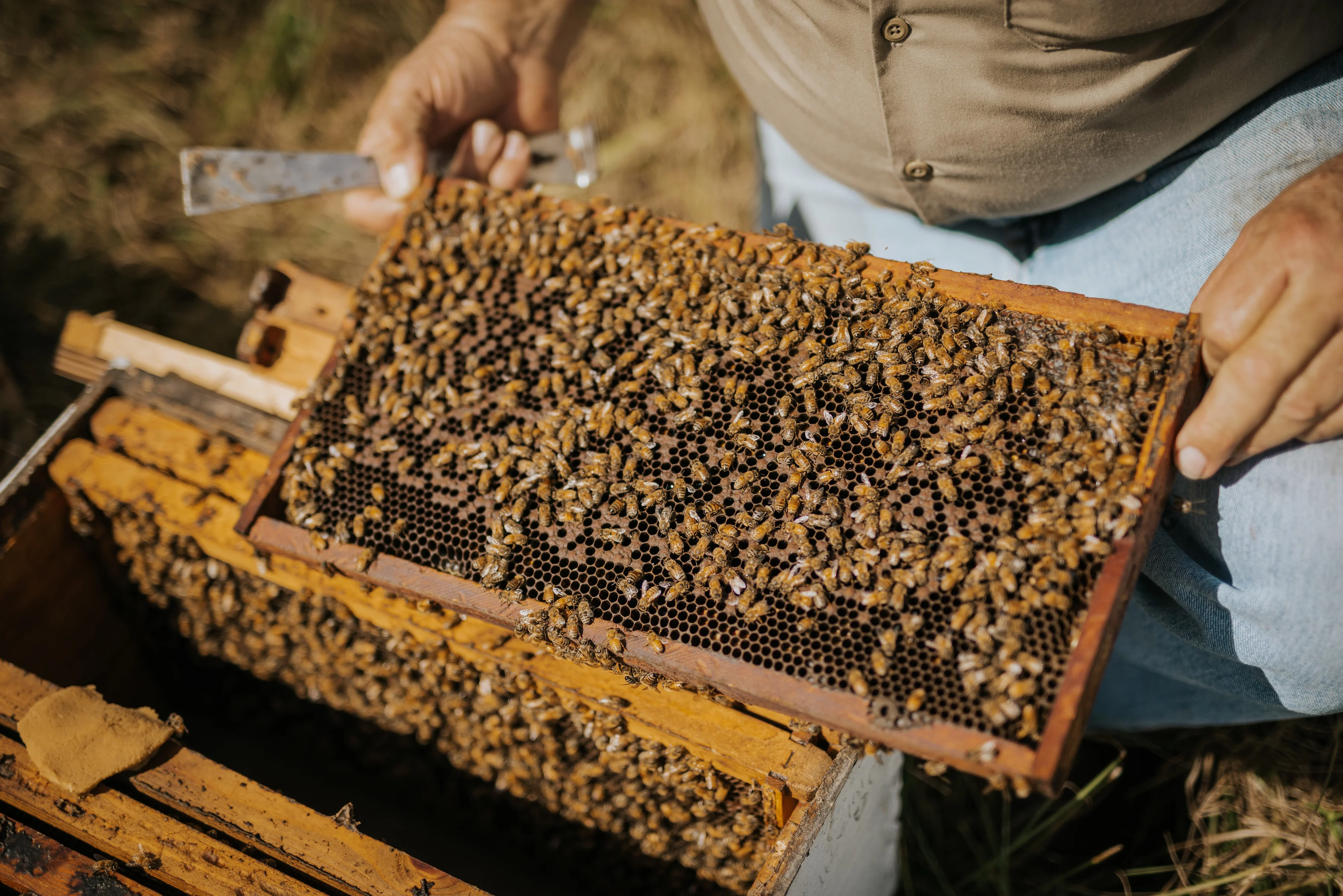 Beekeeper inspecting a honeycomb frame filled with bees