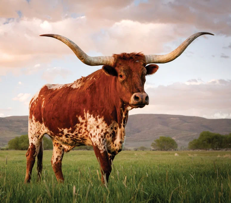 Texas Longhorn cattle in a scenic pasture