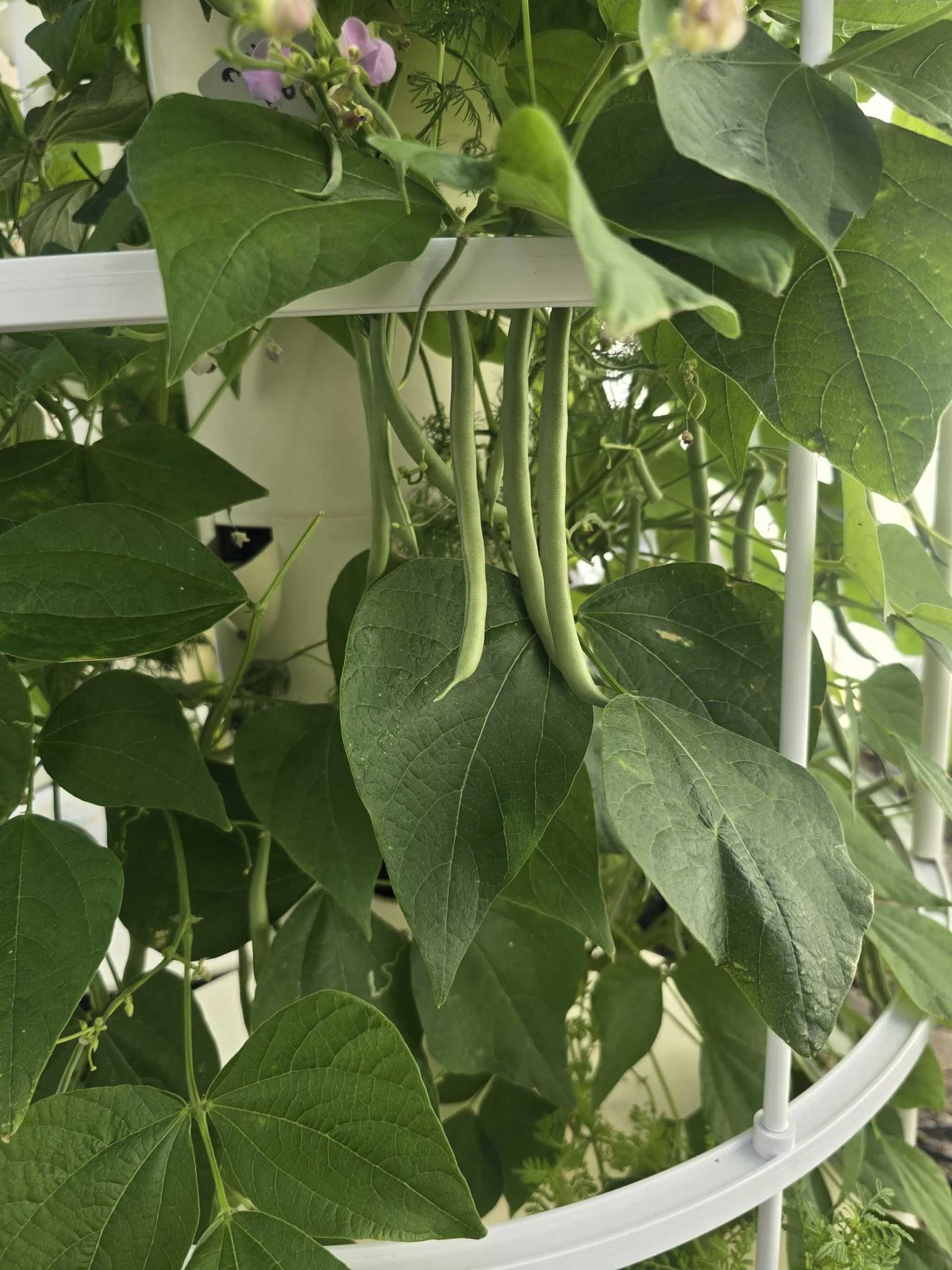 Vertical garden with green beans and leaves