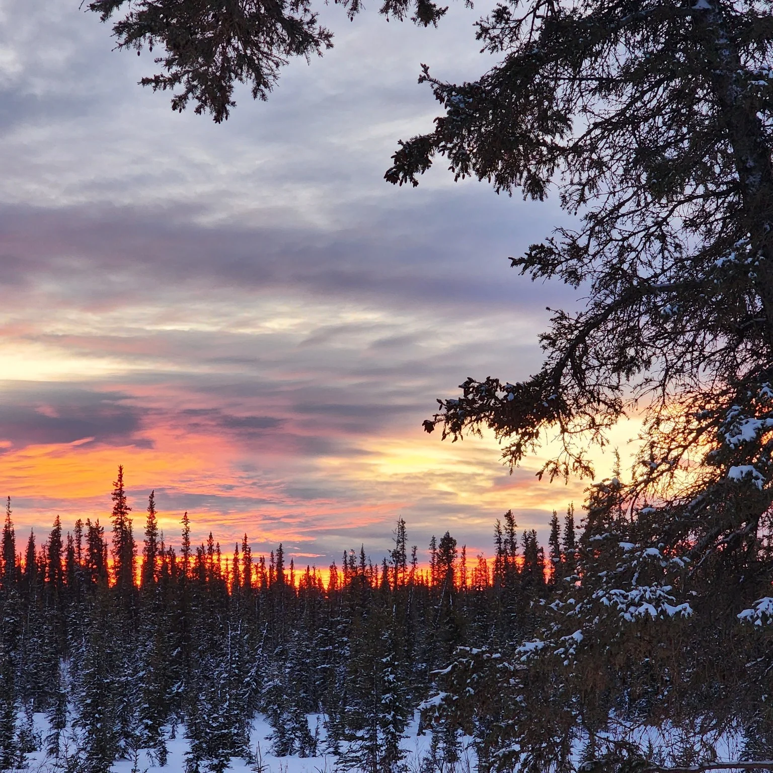 Winter sunset over a snowy forest with silhouetted trees
