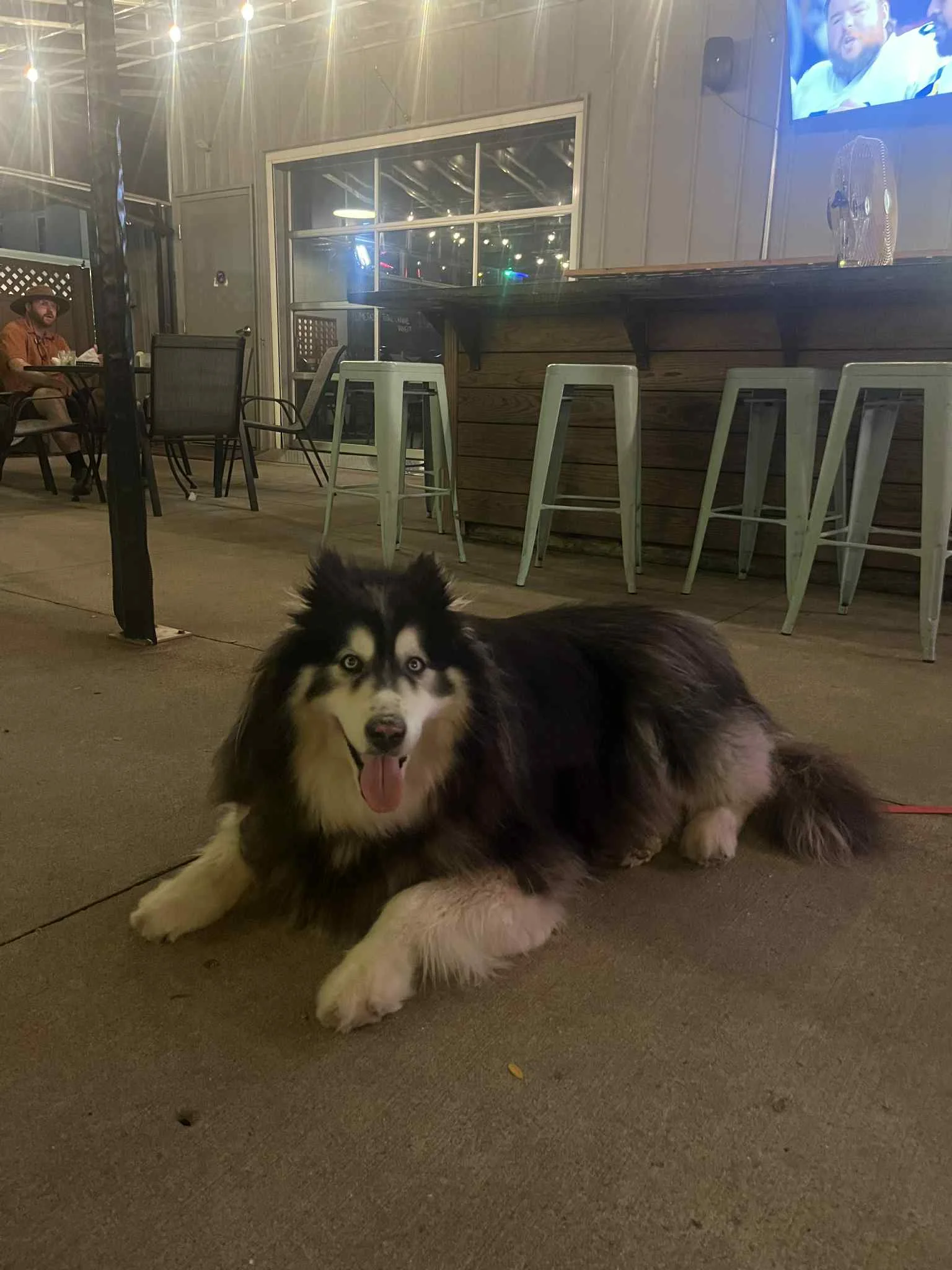 Friendly dog lounging in a cozy outdoor restaurant setting