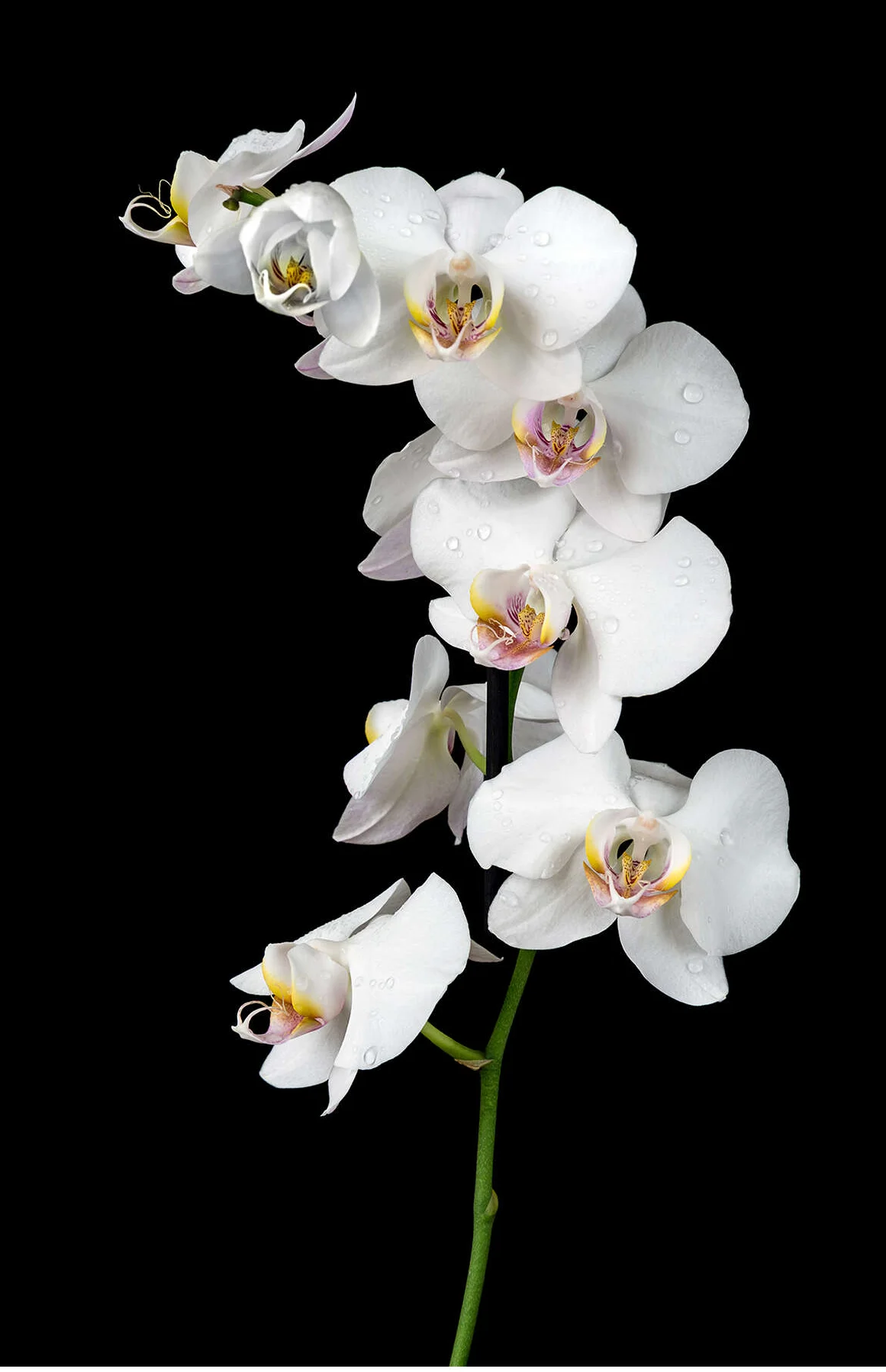 Elegant white orchid flowers on a black background
