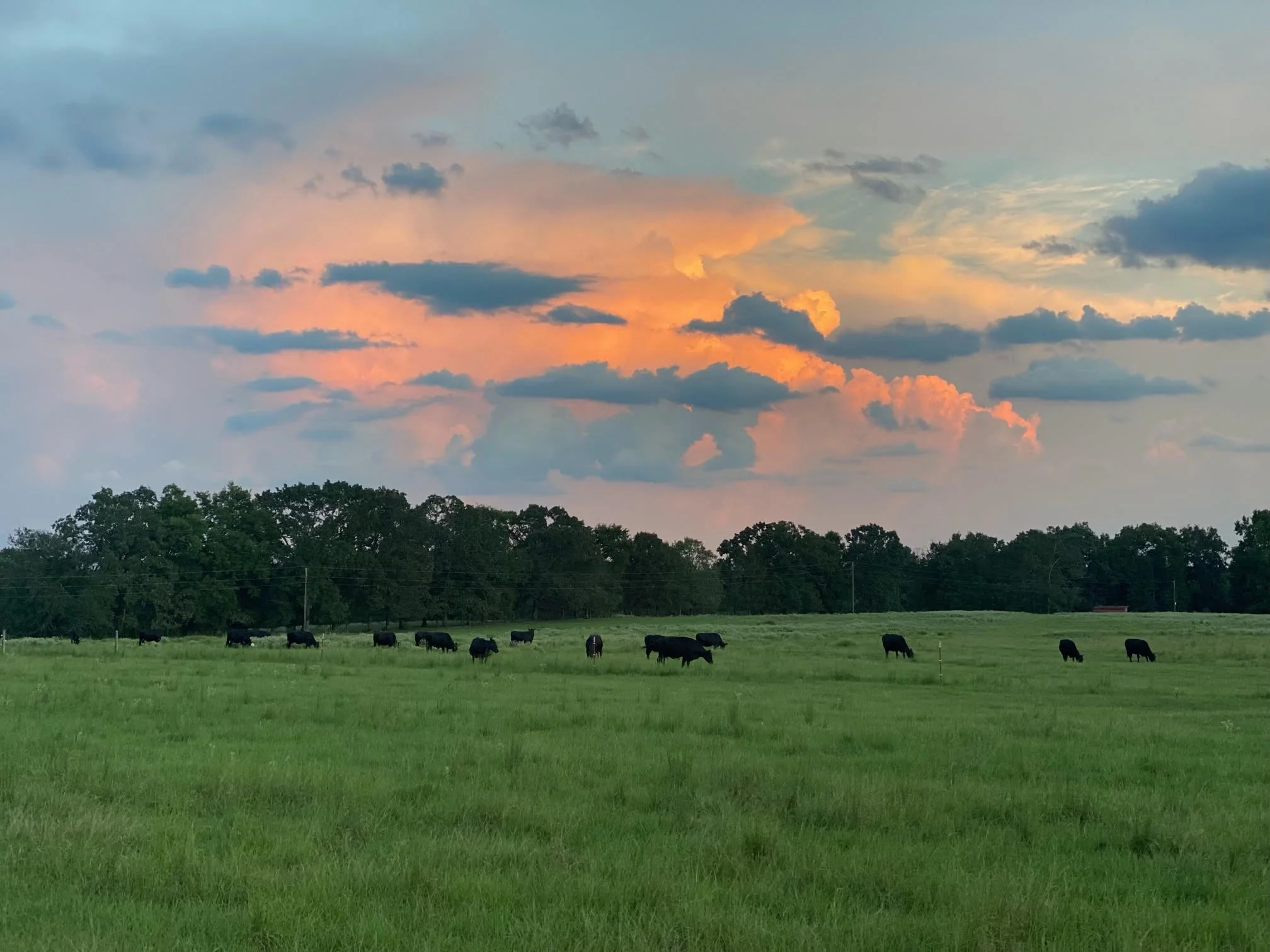 Cattle grazing in a lush green field under a colorful sunset sky