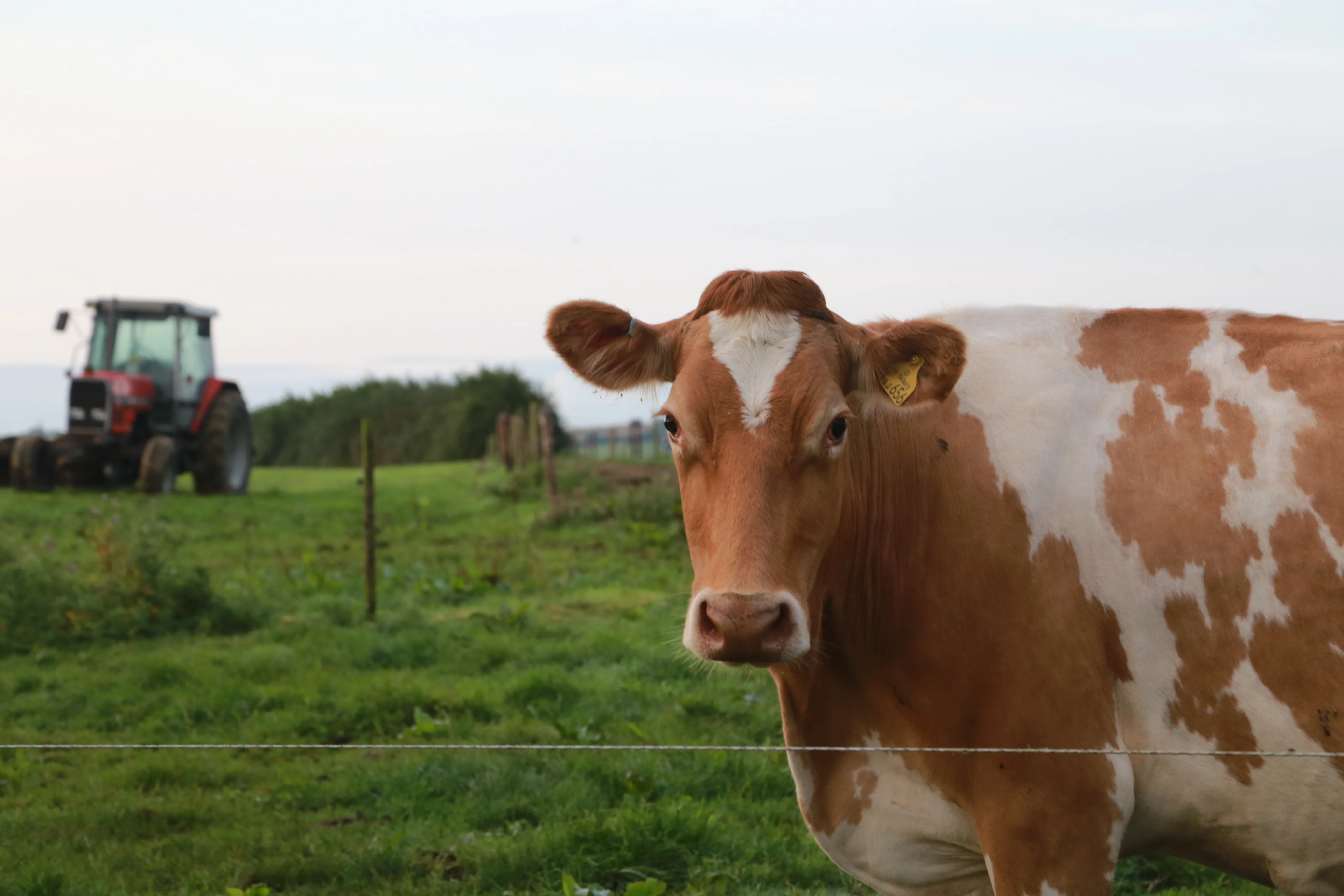 Brown and white cow grazing in a green pasture with a tractor in the background