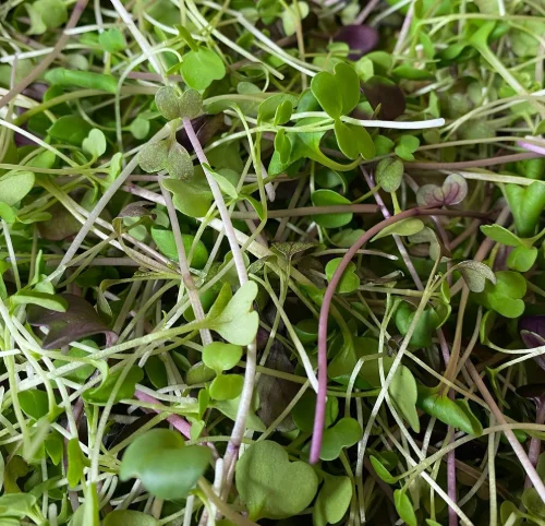 Fresh microgreens for salads and garnishes