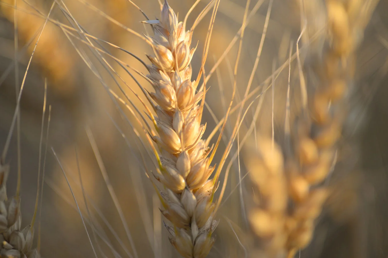 Close-up of golden wheat stalks in a field