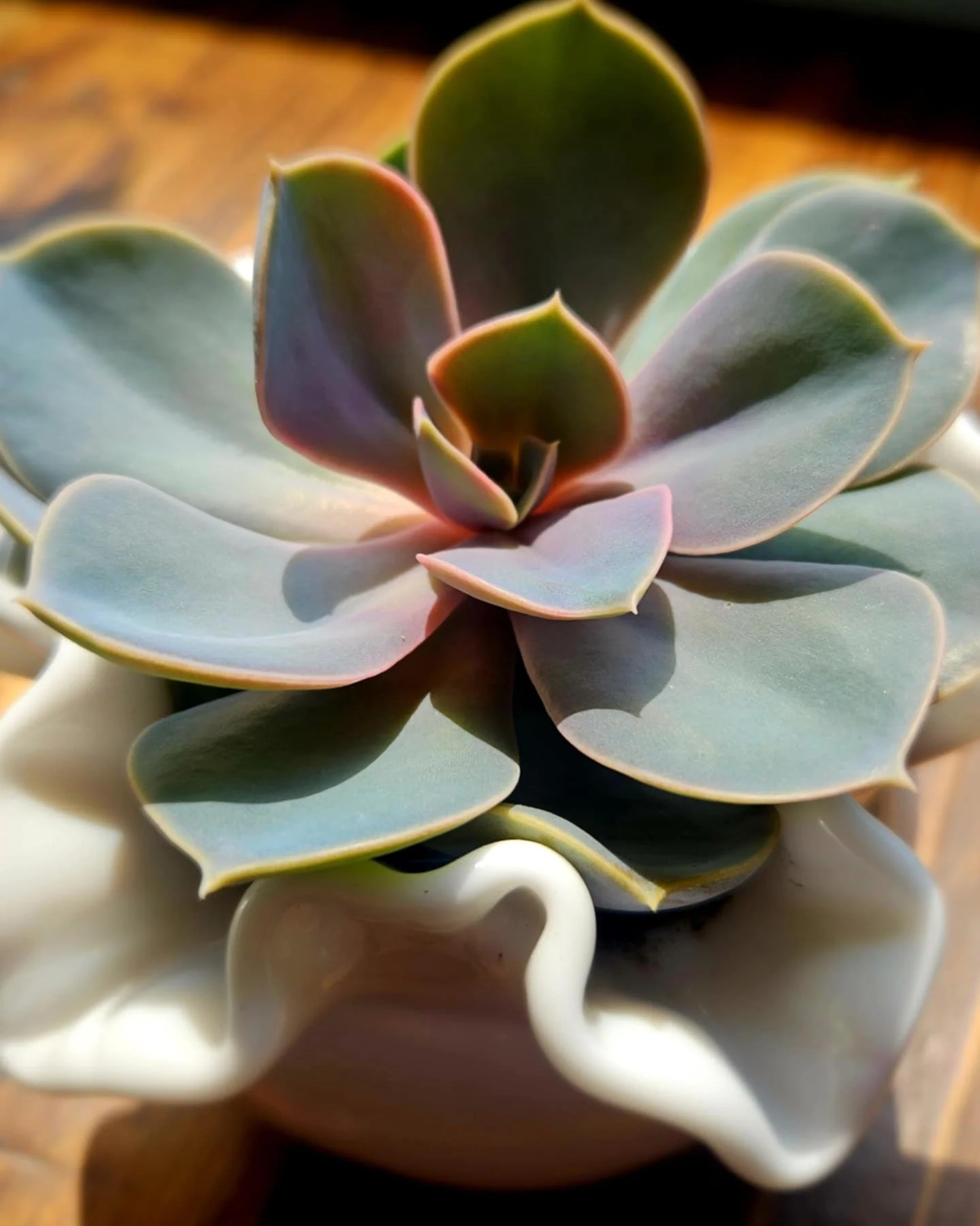 Succulent plant in a decorative white pot