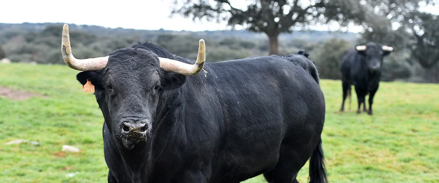 Black bull grazing in a green pasture