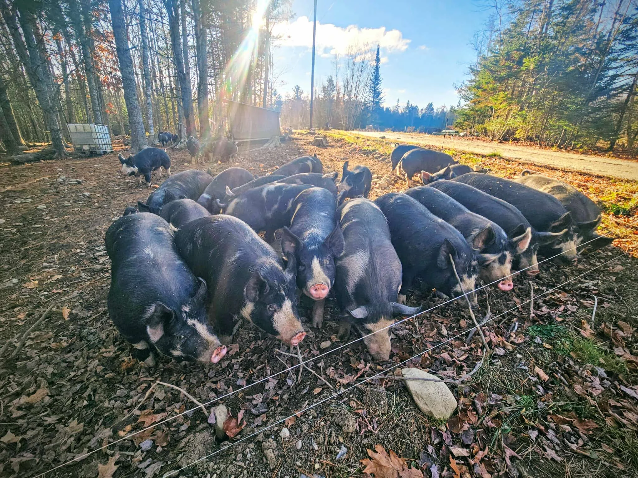 Herd of pigs grazing in a forested area