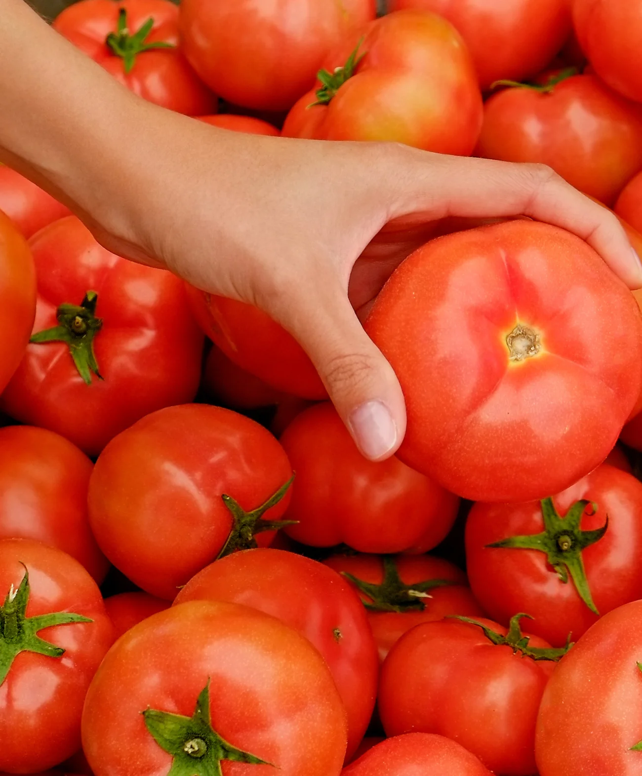 Carlsbad Ranch Market Produce is Always Fresh, Always Beautiful and Always Delicious.