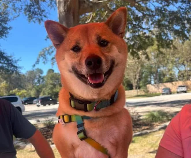 Happy Shiba Inu dog sitting at a table outdoors