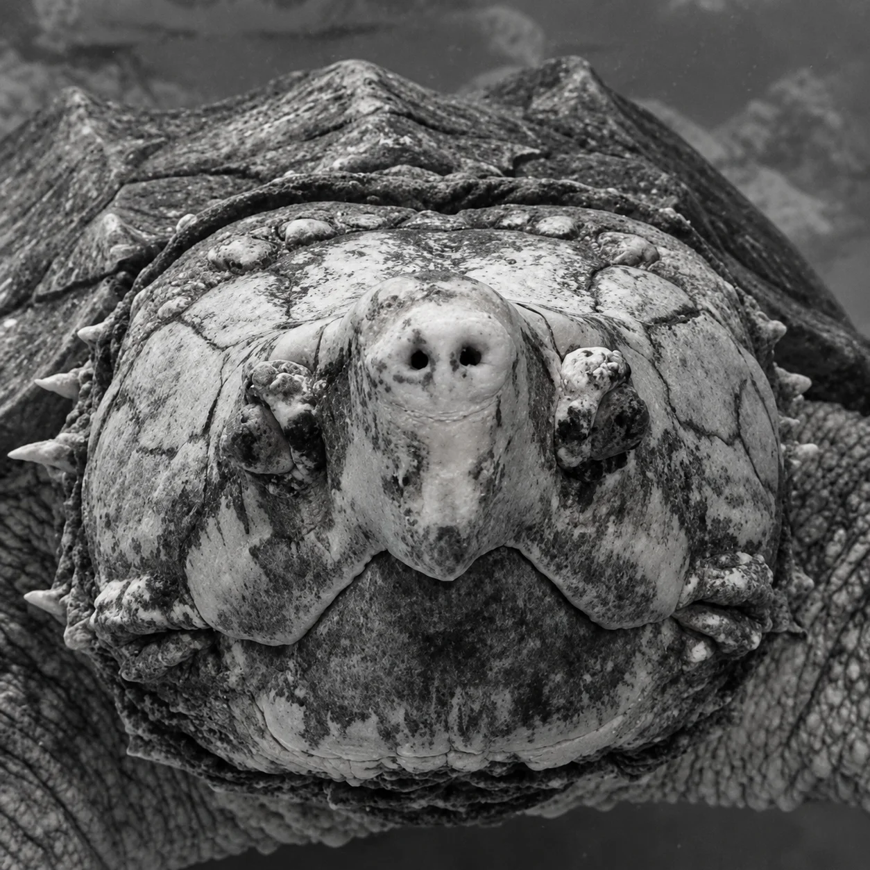 A close-up, monochrome image of a turtle displaying its textured shell and facial features.