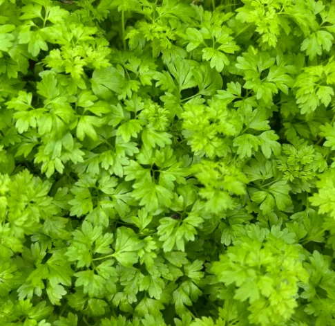 Fresh microgreens ready for culinary use in dishes