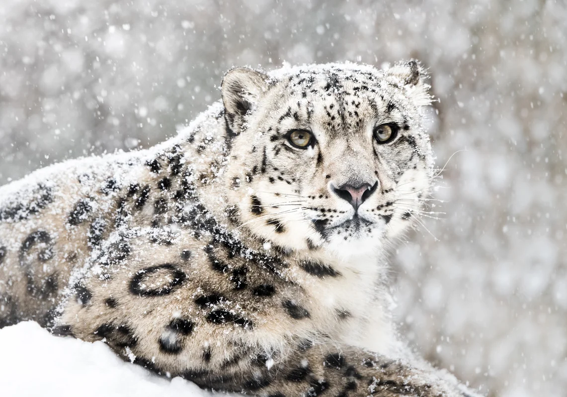 Snow leopard resting in a snowy landscape