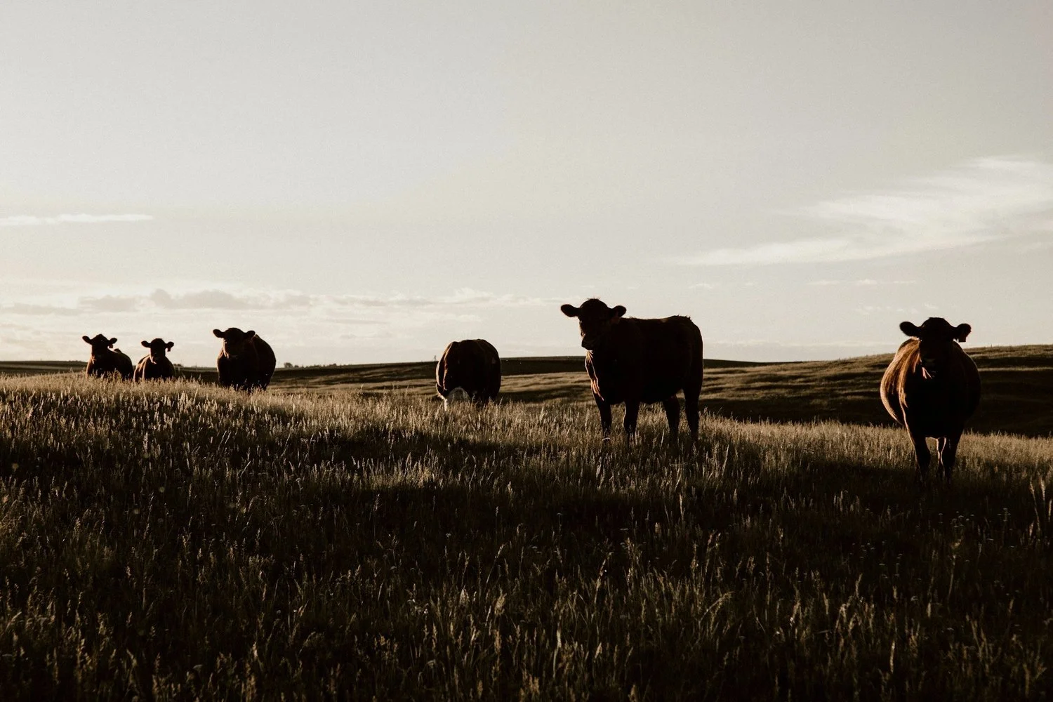 Silhouetted cows grazing in a serene pasture at sunset