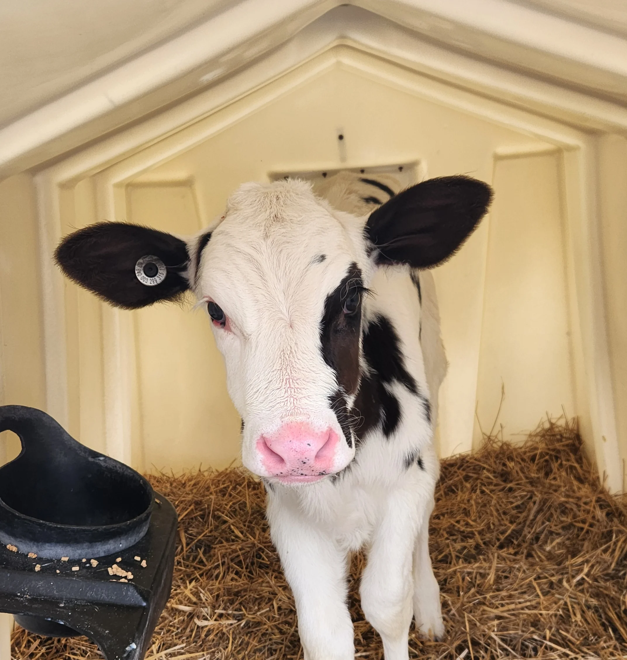 A calf standing inside a small shelter, surrounded by straw and a feeding trough.