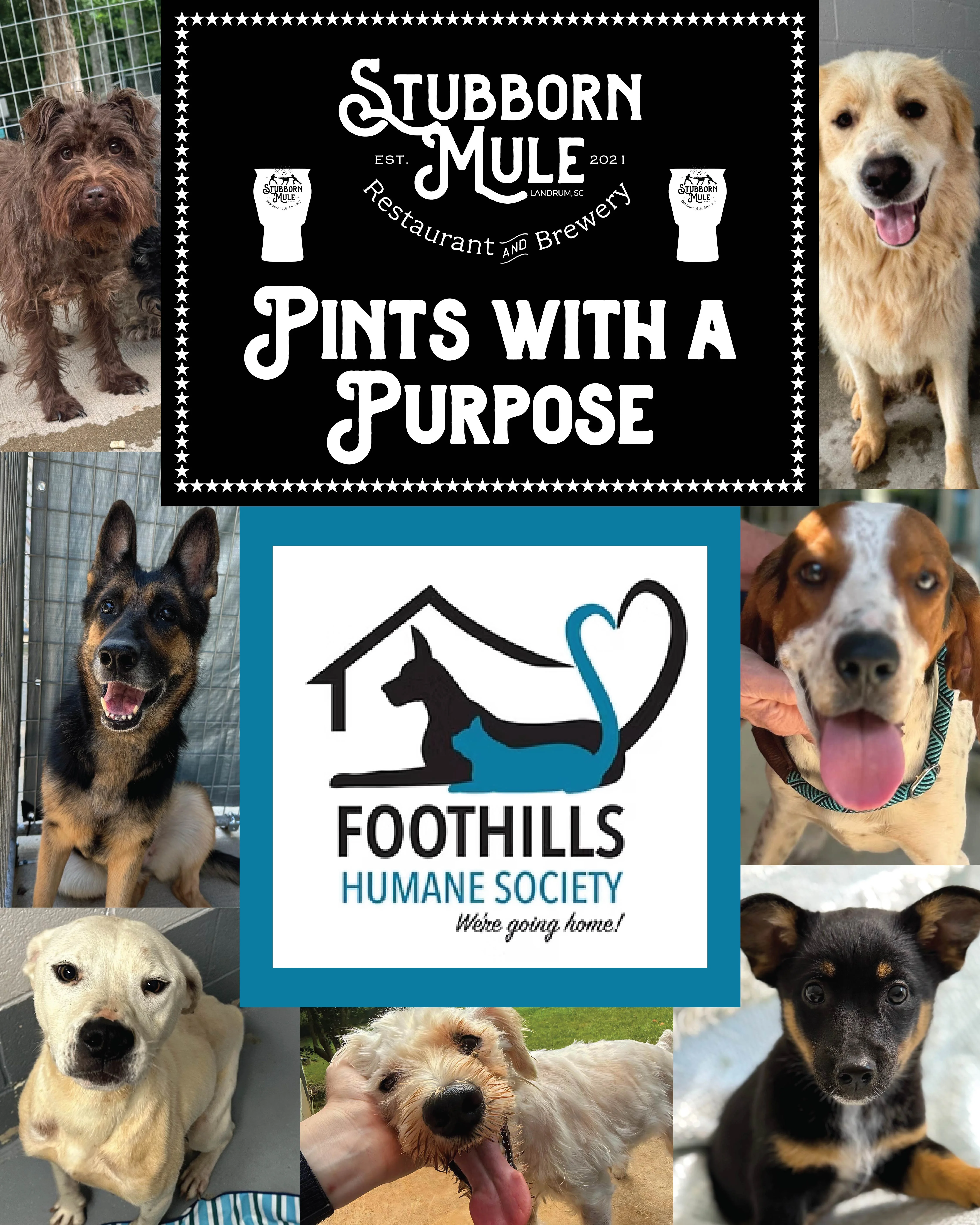 Promotional event for Foothills Humane Society at Stubborn Mule Brewery