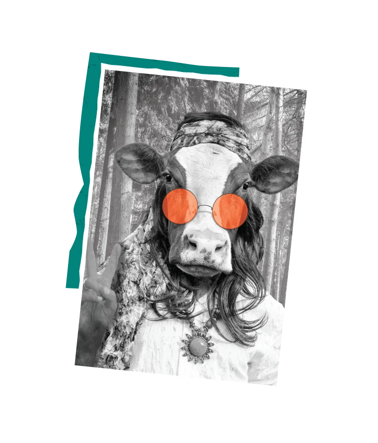 Hippy Cow