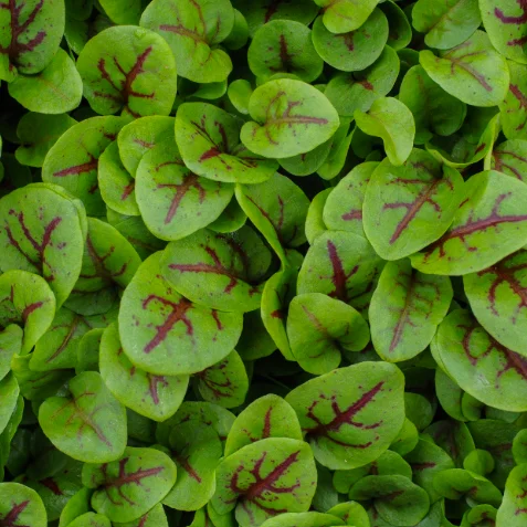 Vibrant green leaves of red veined sorrel, perfect for salads and garnishes