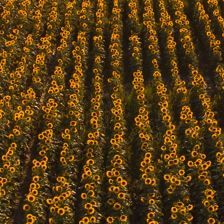 Vibrant sunflower field under a golden sunset
