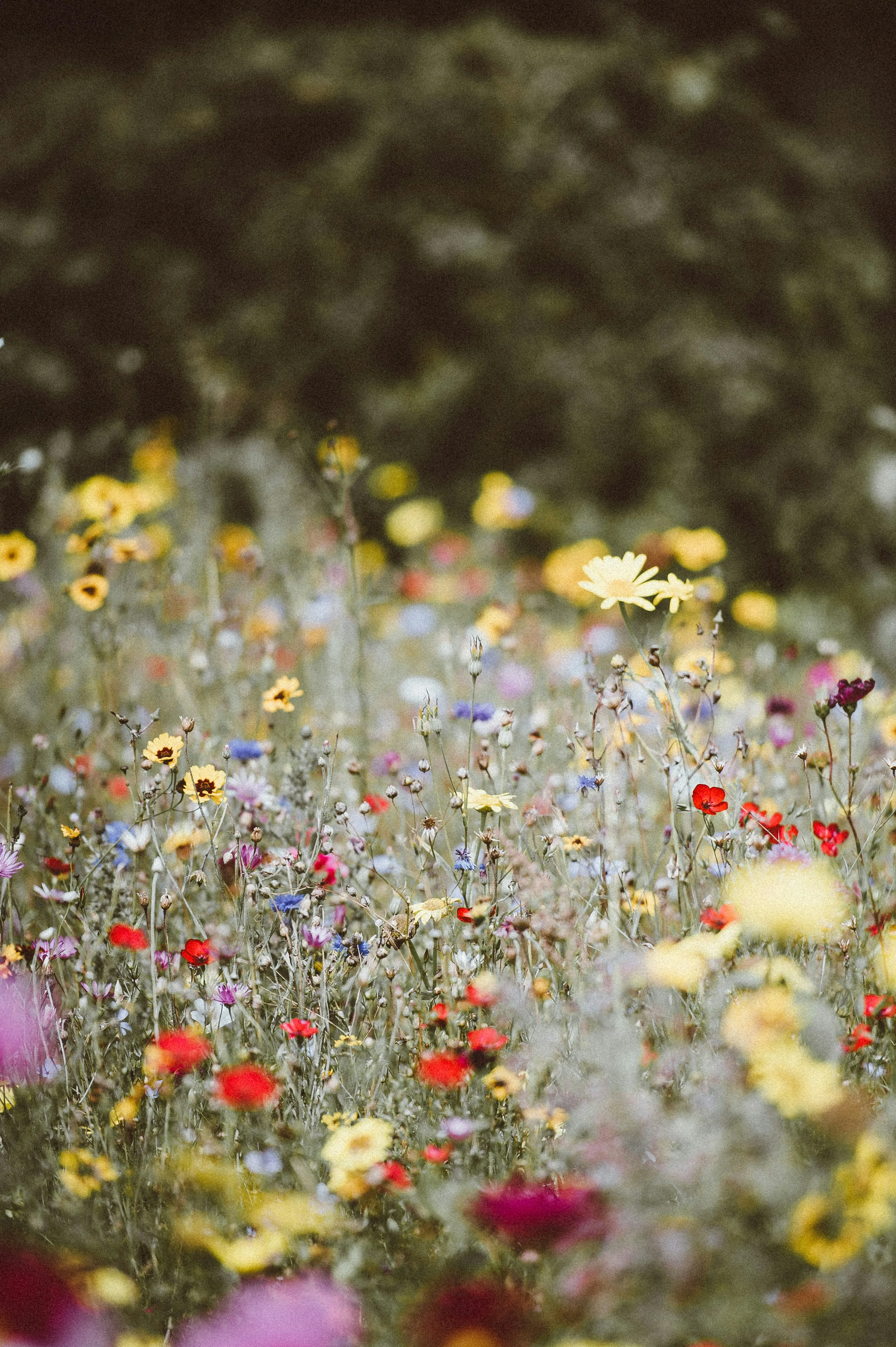 Vibrant wildflower meadow in full bloom