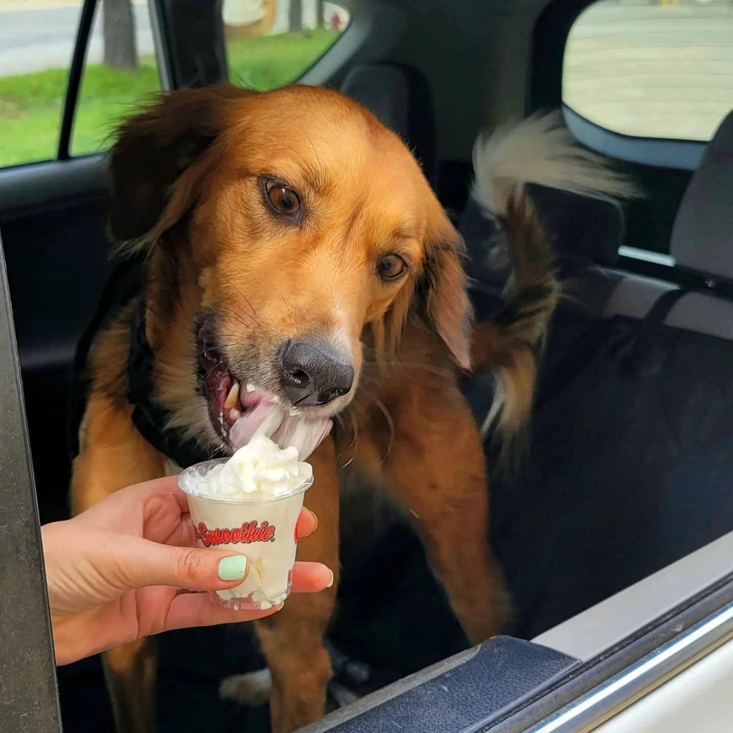 Dog enjoying a frozen treat in a car