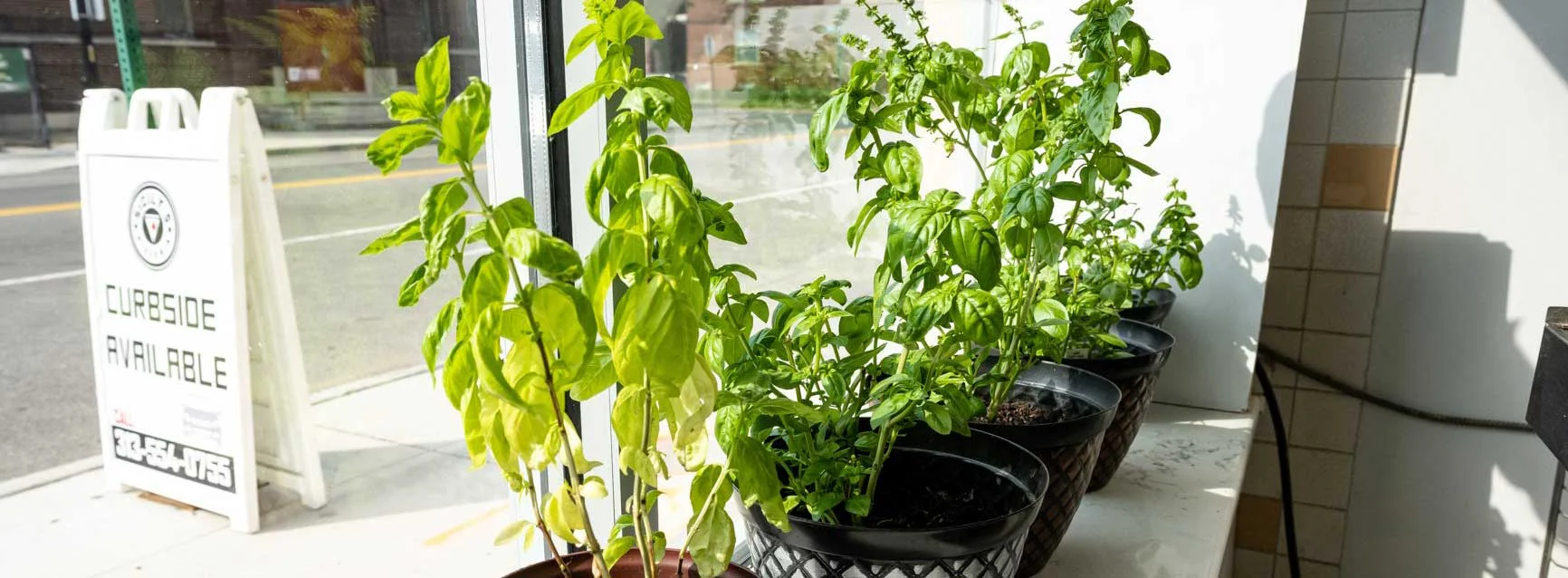 Fresh basil plants growing in pots at a restaurant
