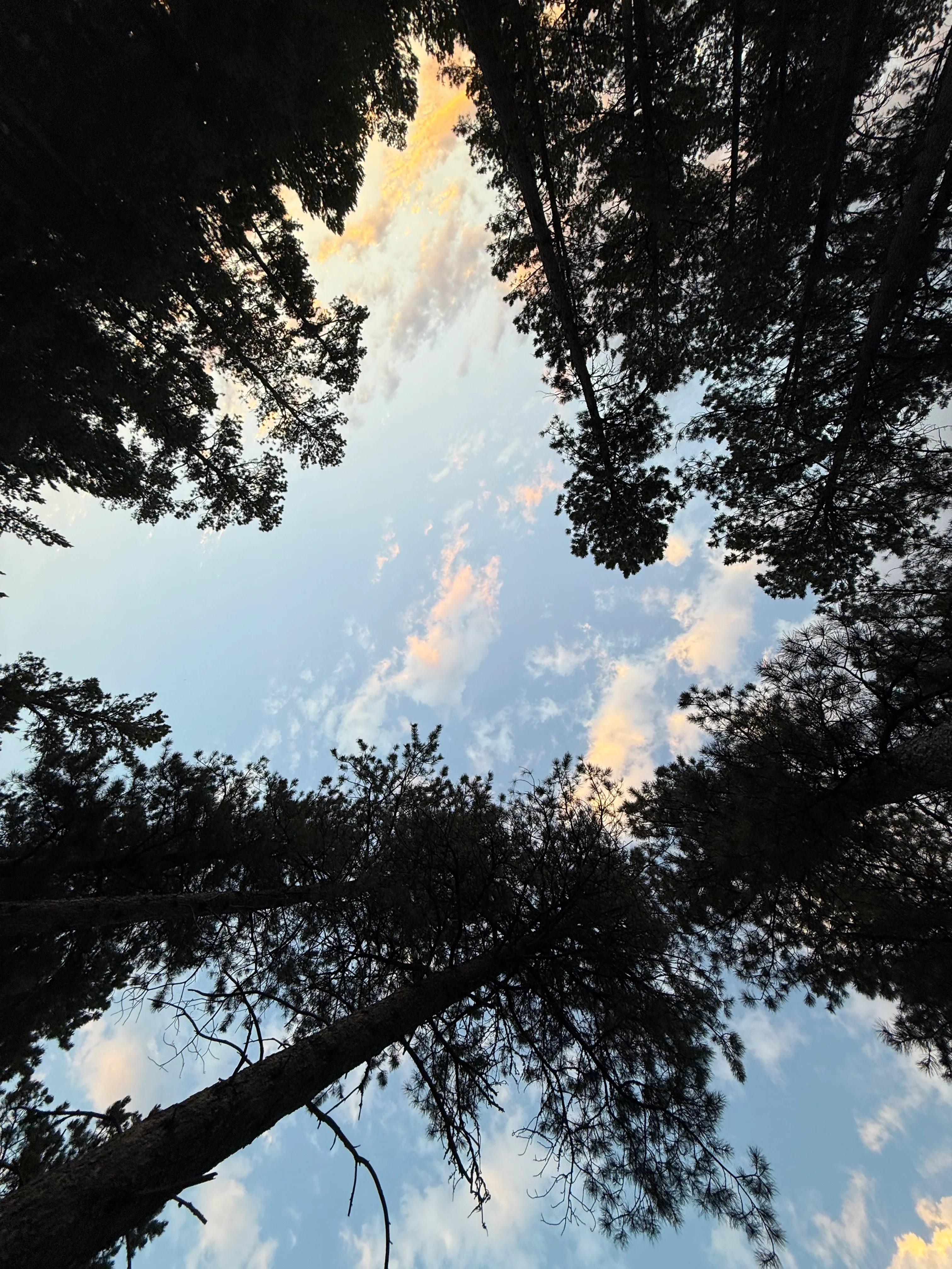Sunset sky framed by tall evergreen trees