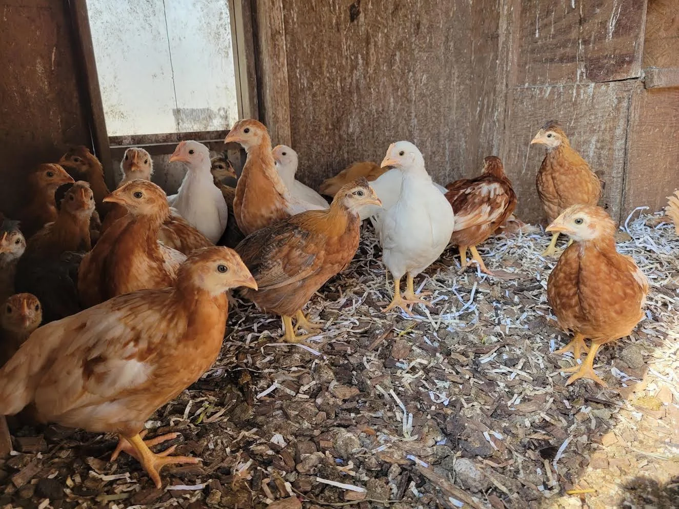 Group of young chickens in a rustic coop