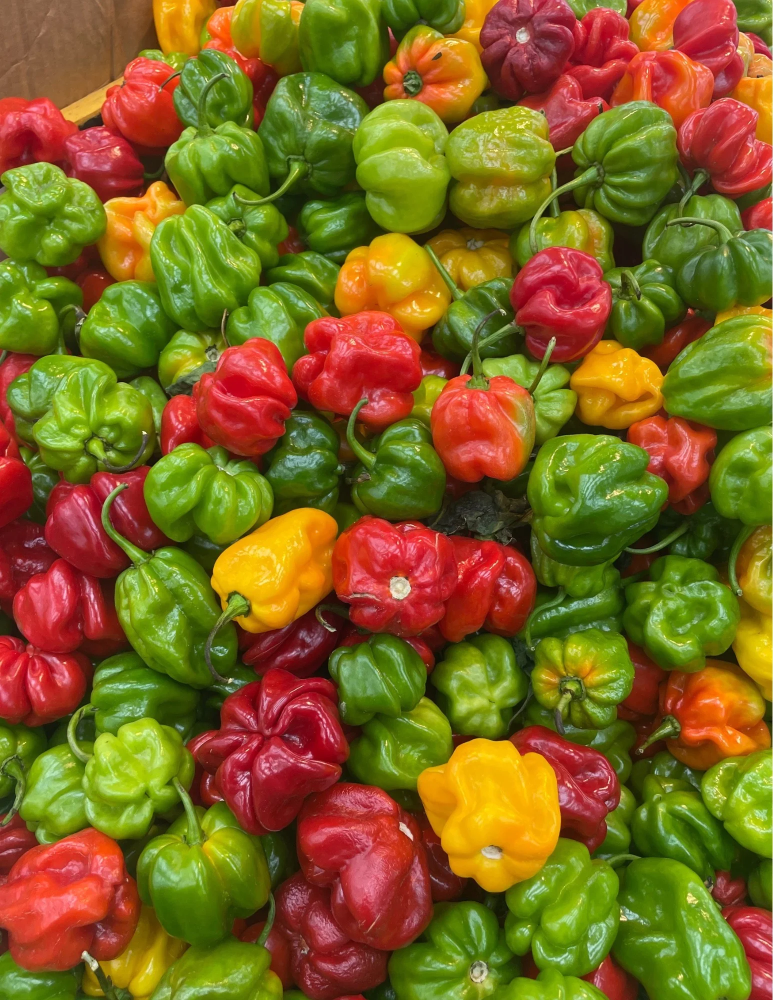 Assortment of bell peppers