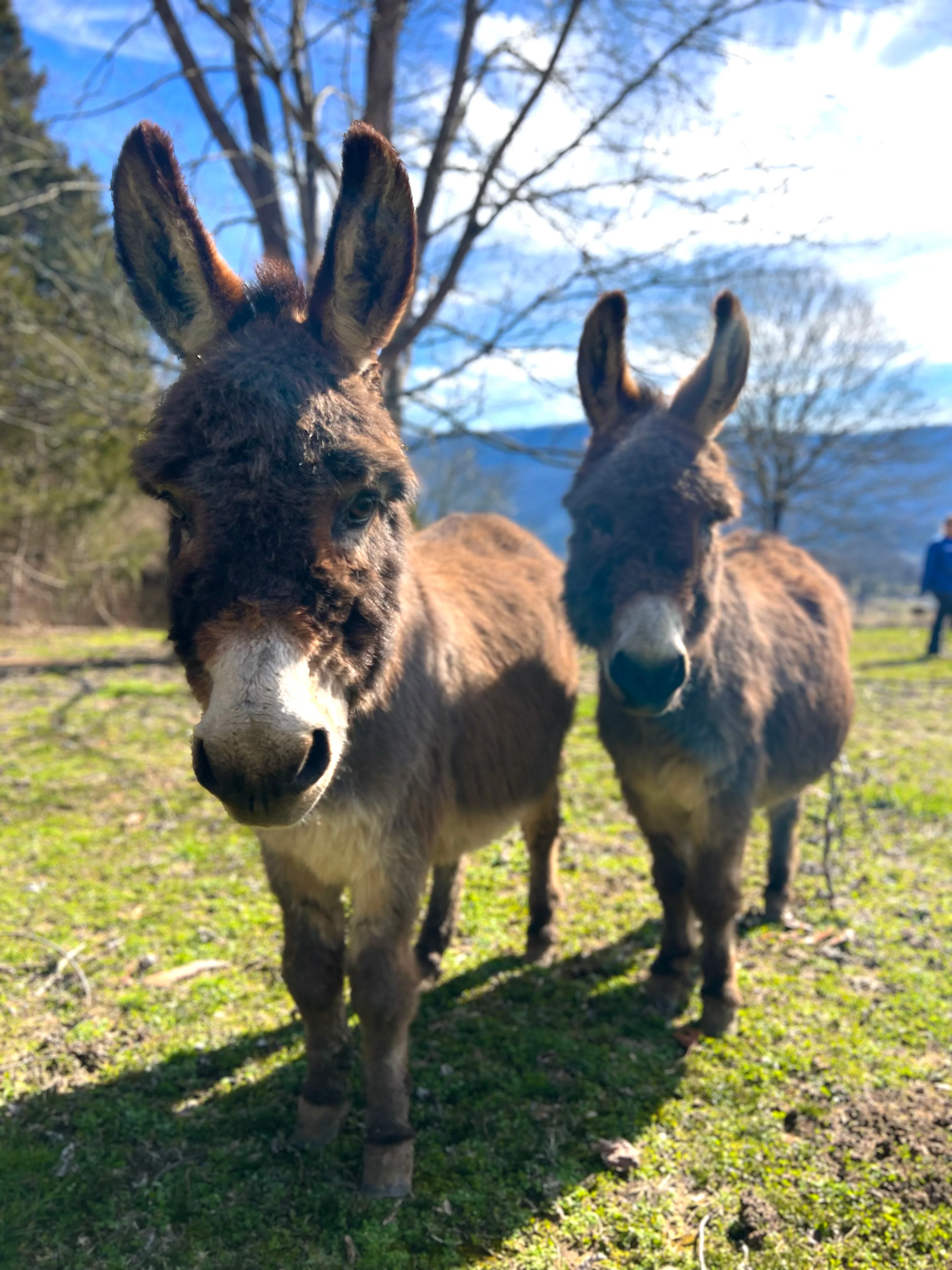 Two friendly donkeys in a sunny pasture