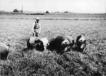 Farmer tending to pigs in a field