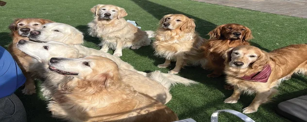Group of golden retrievers sitting on grass