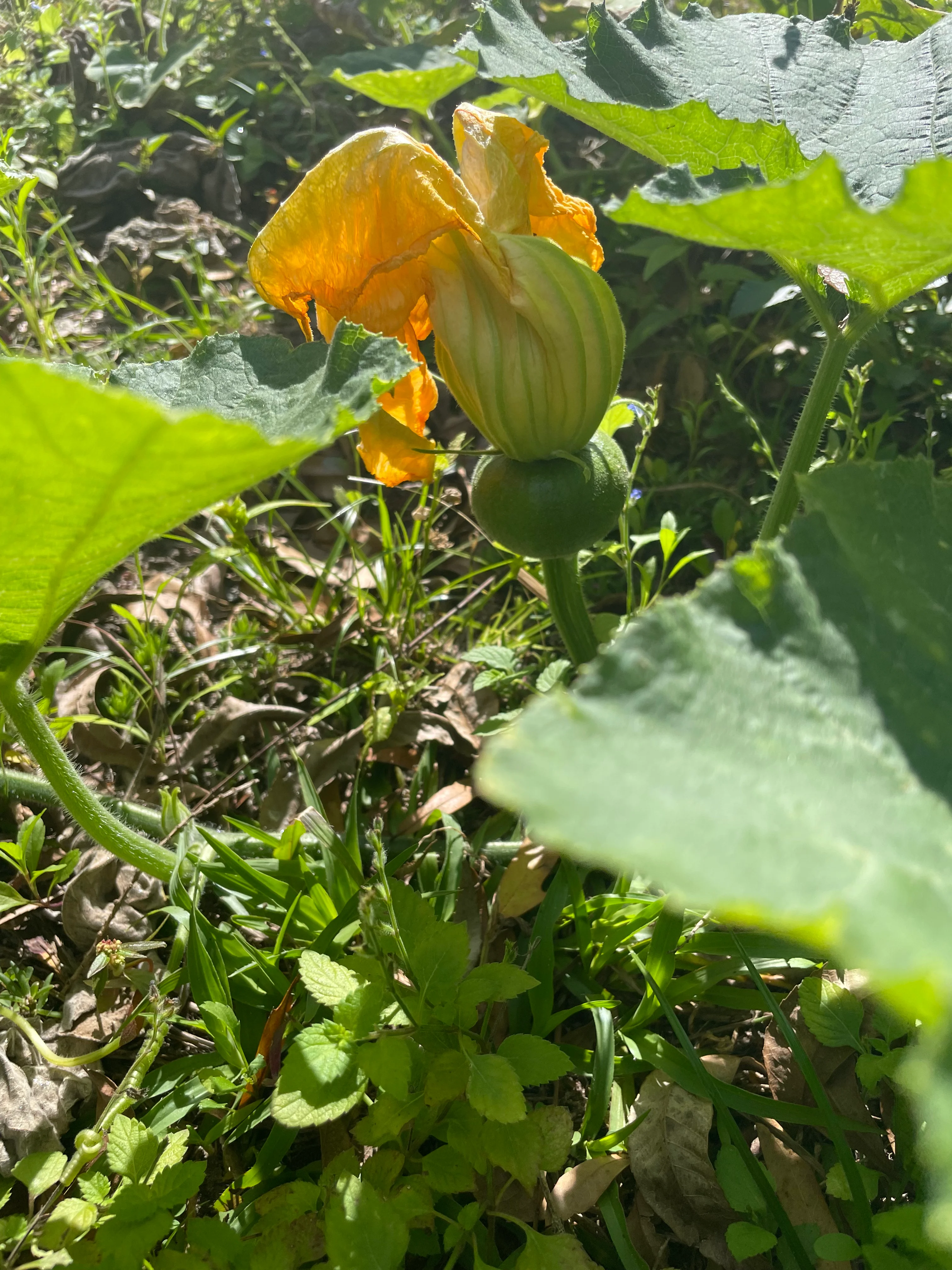 Vibrant squash blossom with young fruit in a garden