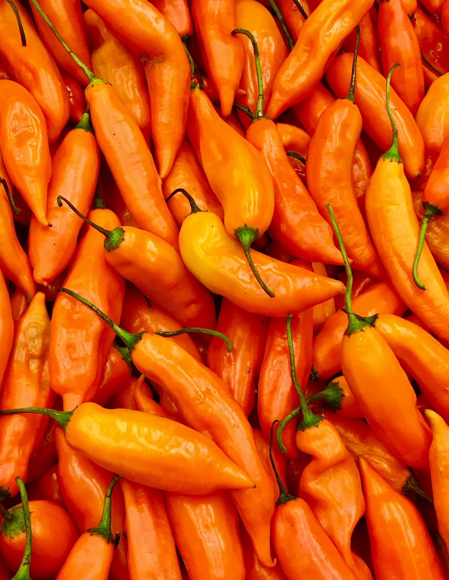 Vibrant orange chili peppers for spicy dishes