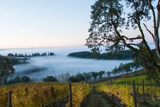 Scenic vineyard landscape with fog and trees at dawn