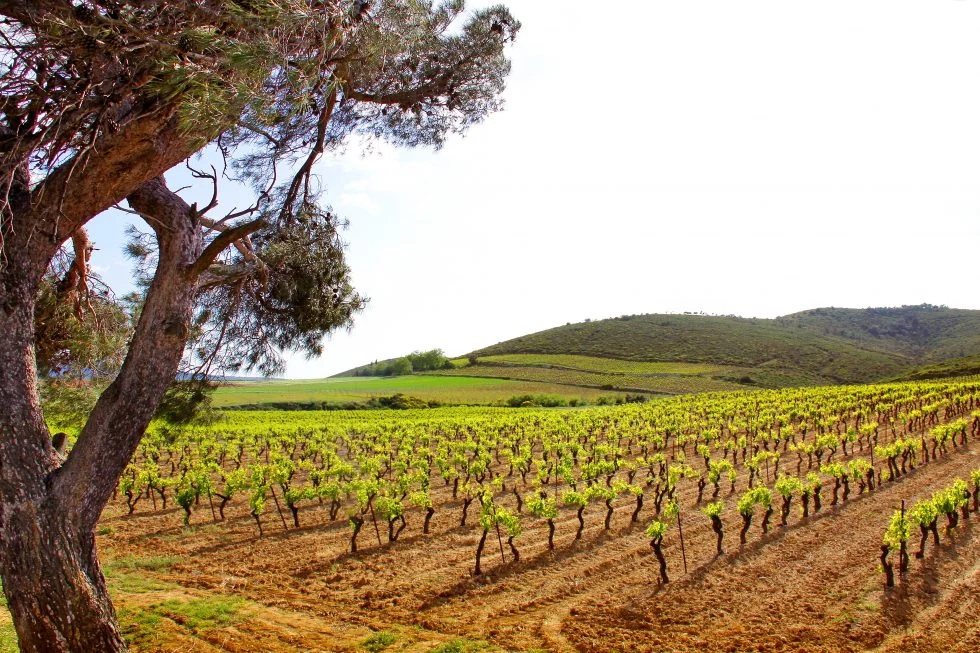 Vineyard landscape with rows of grapevines and rolling hills