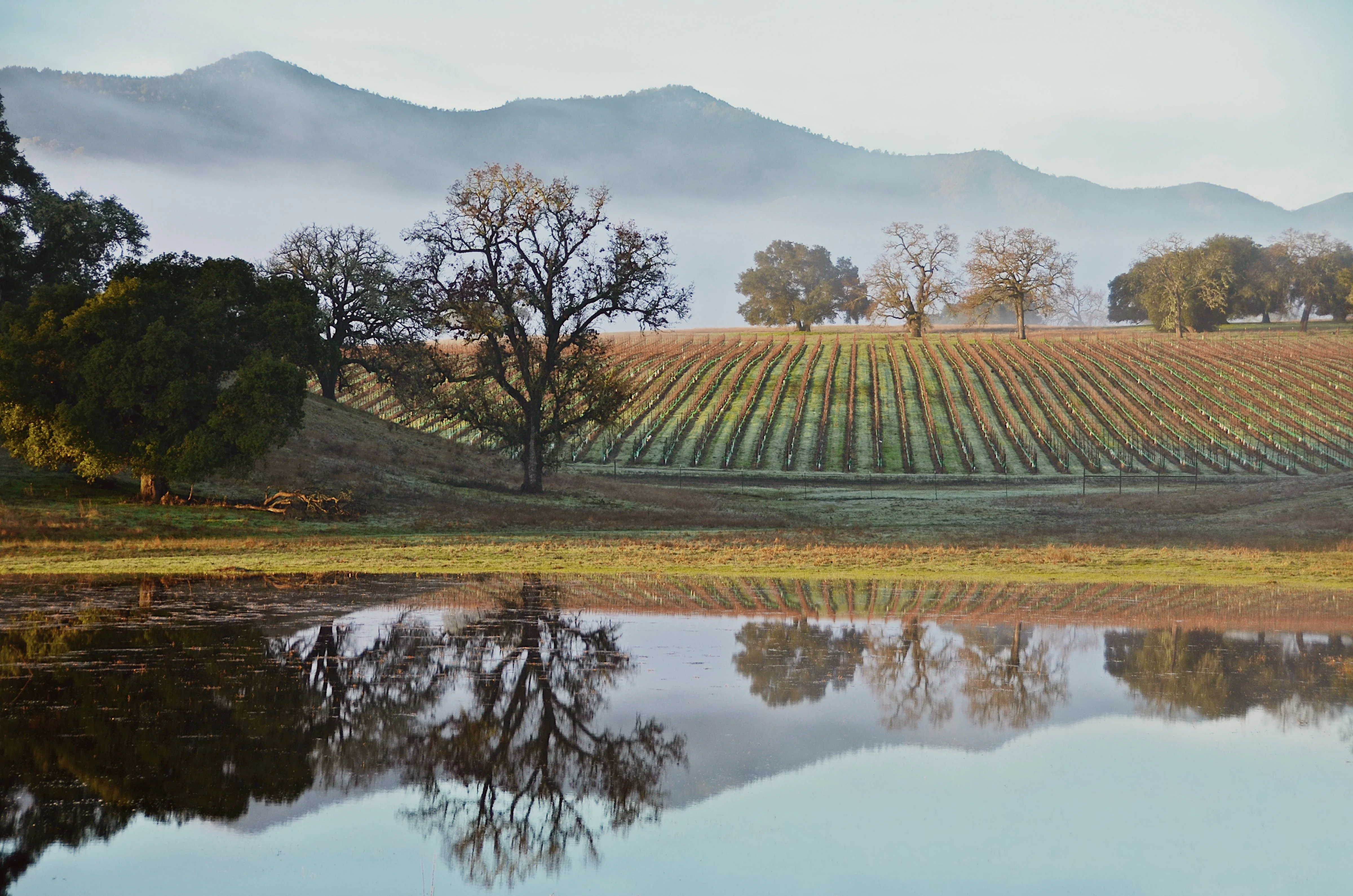 Scenic vineyard landscape with misty mountains and reflections