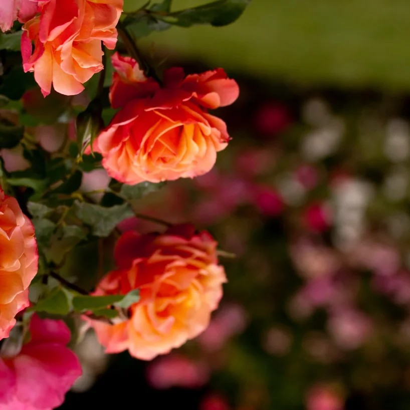 Vibrant orange roses in a lush garden setting