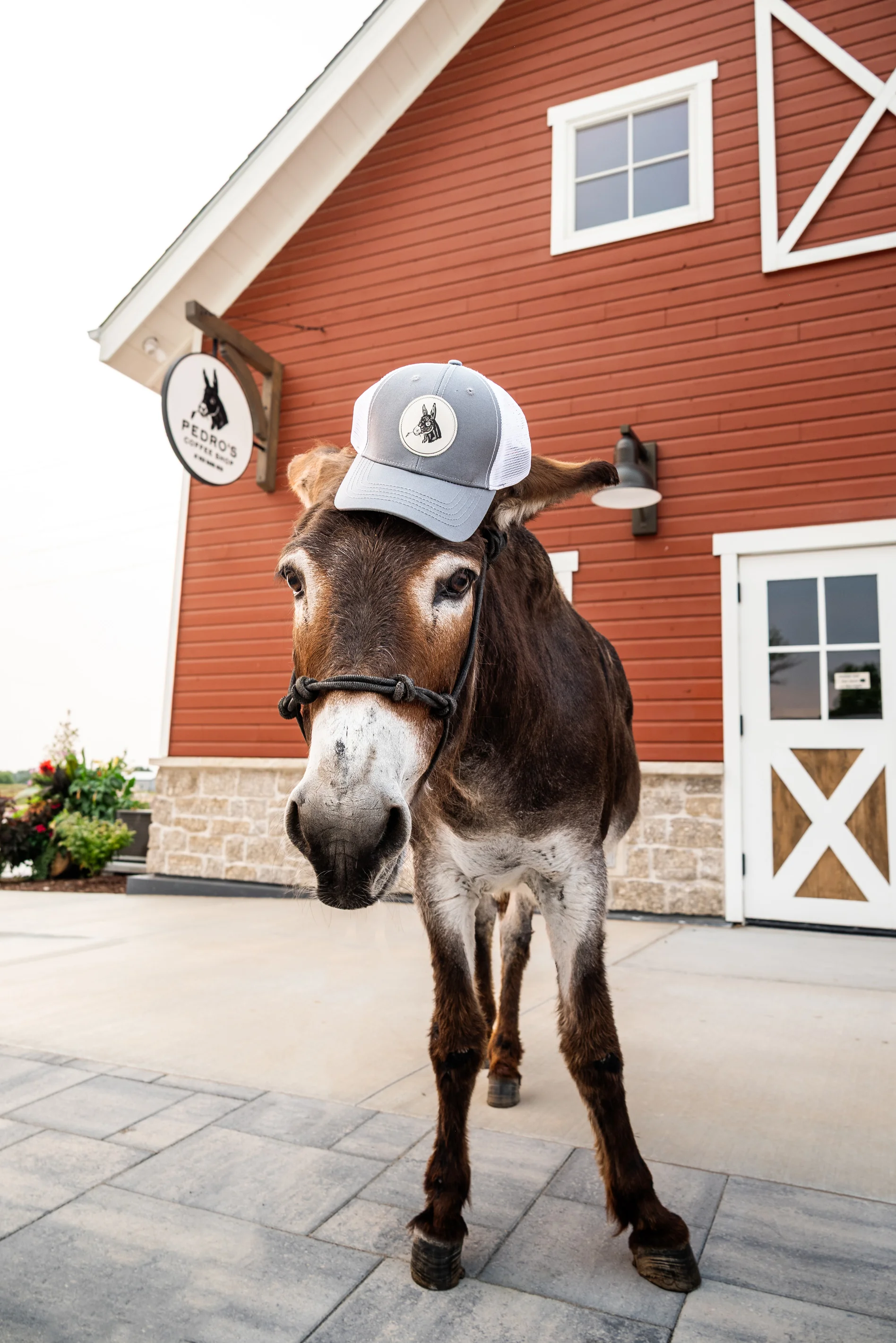 Donkey wearing a cap in front of a rustic barn