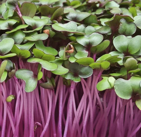 Fresh pea shoots, a vibrant addition to salads and dishes