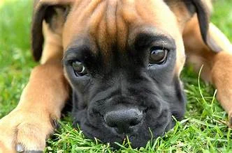 Close-up of a playful puppy resting on green grass