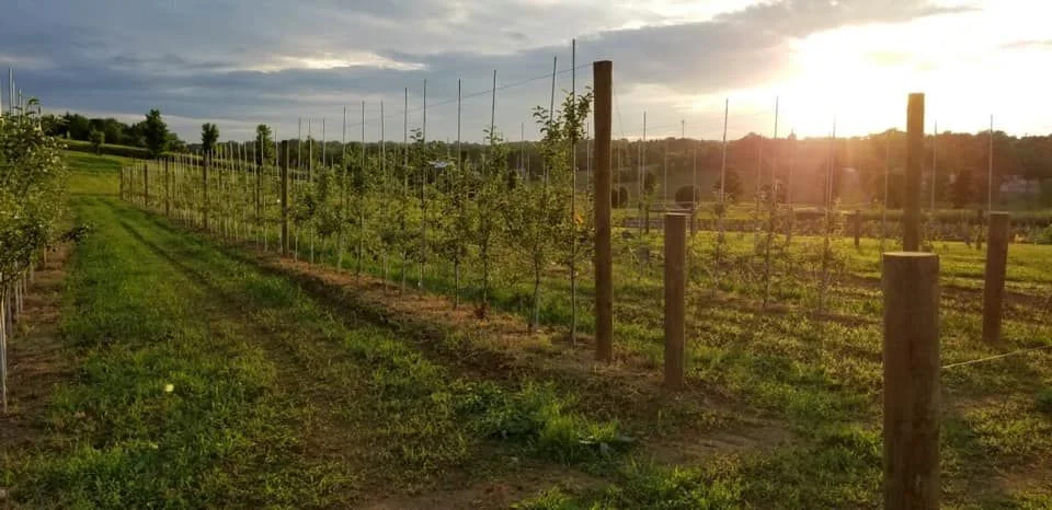 Sunset over a lush apple orchard with rows of trees