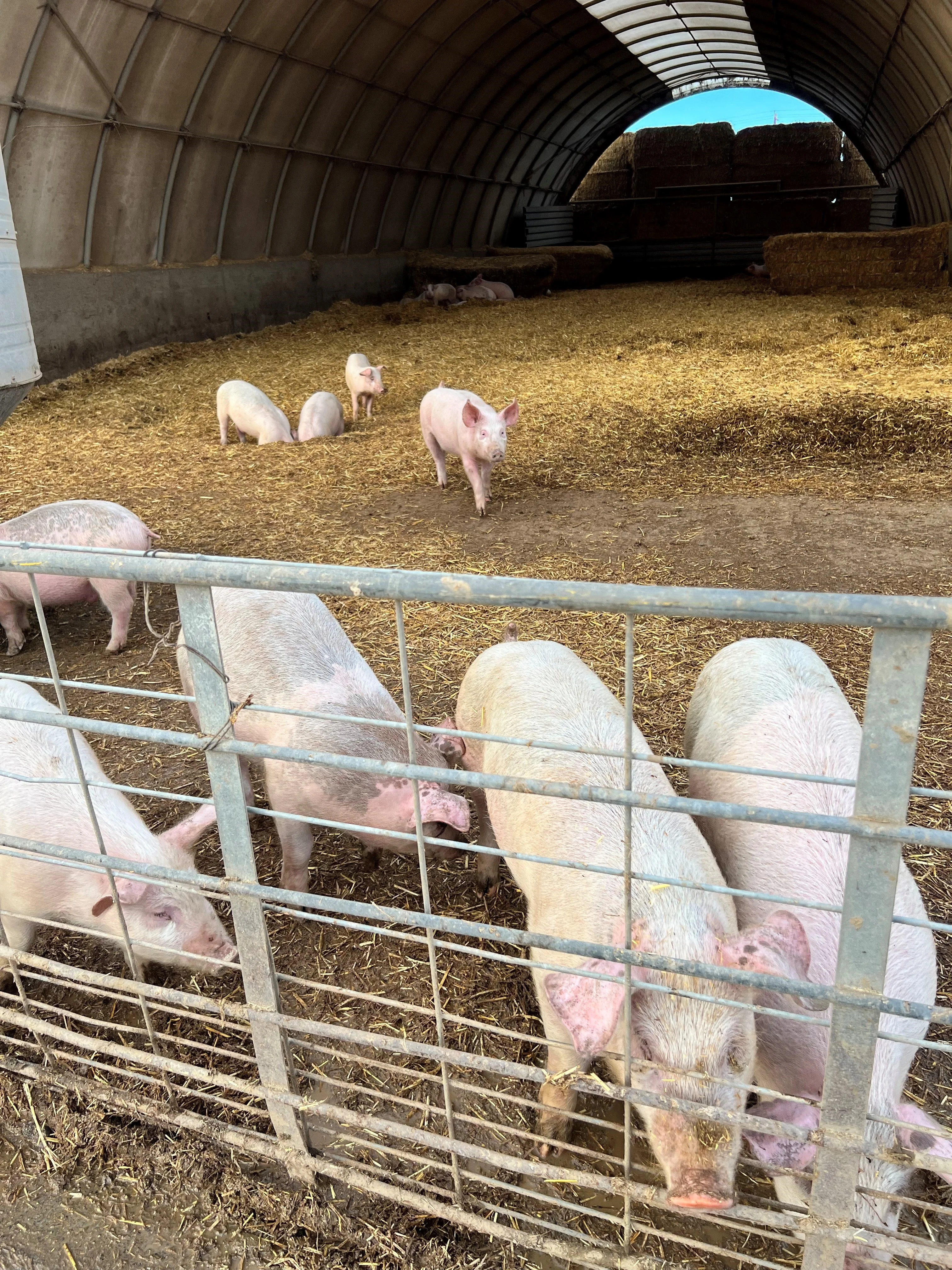 A group of pigs are inside a barn, some are close to a fence while others are scattered around on the straw-covered ground.