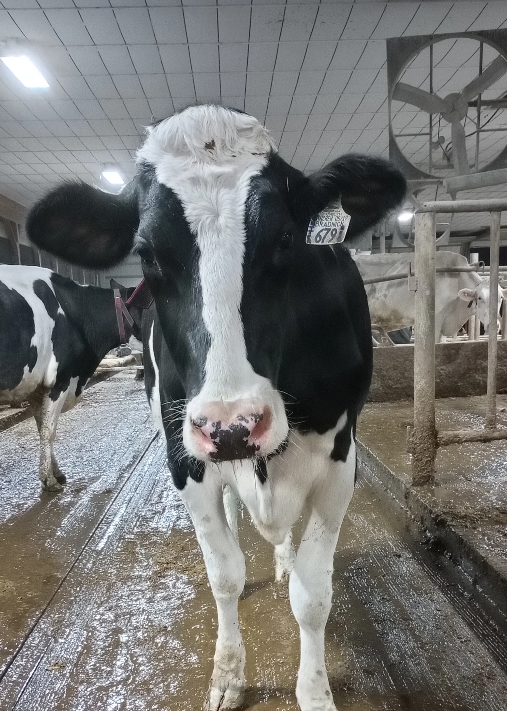 Black and white dairy cow in a barn setting