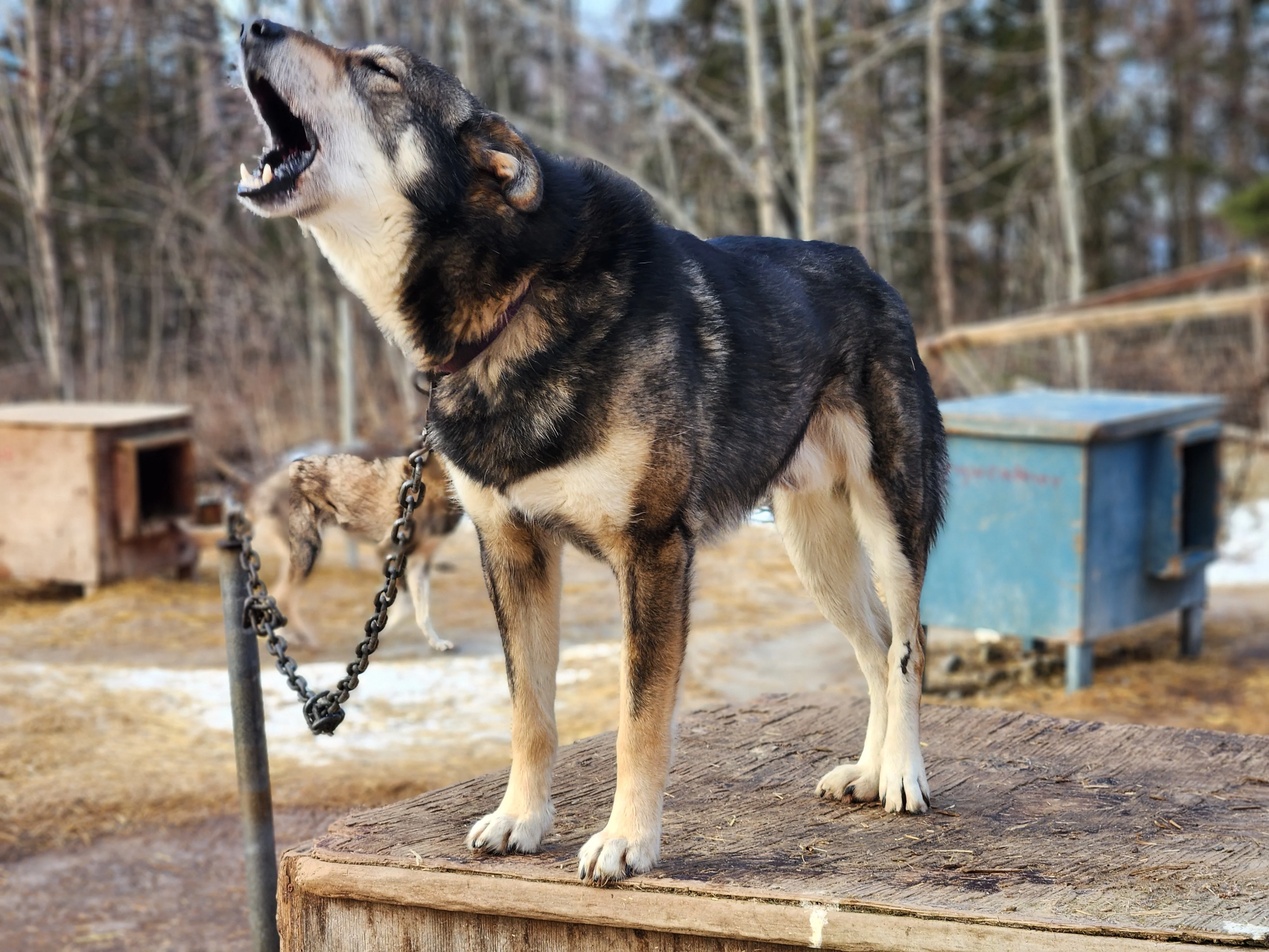 A dog howling while standing on a wooden platform, with a chain around its neck, in a natural outdoor setting.