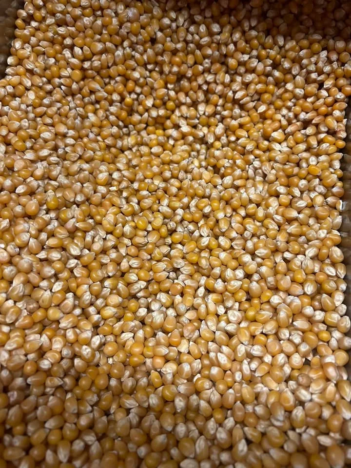 A container filled with a large quantity of yellow corn kernels, showing various shades of yellow and beige.